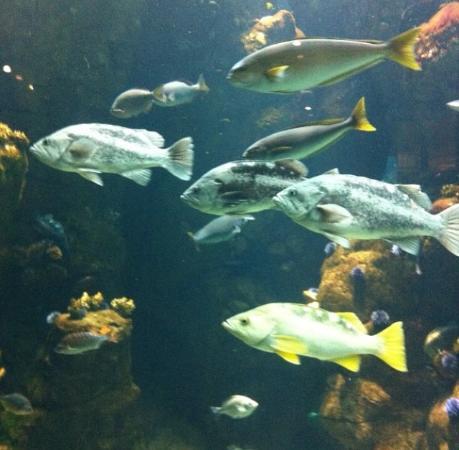 Accademia delle scienze della California